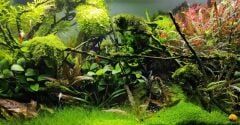 WOLFMAR 70CM AKVARYUM LAMBASI FULL SPEKTRUM